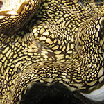 Tridacna squamosa